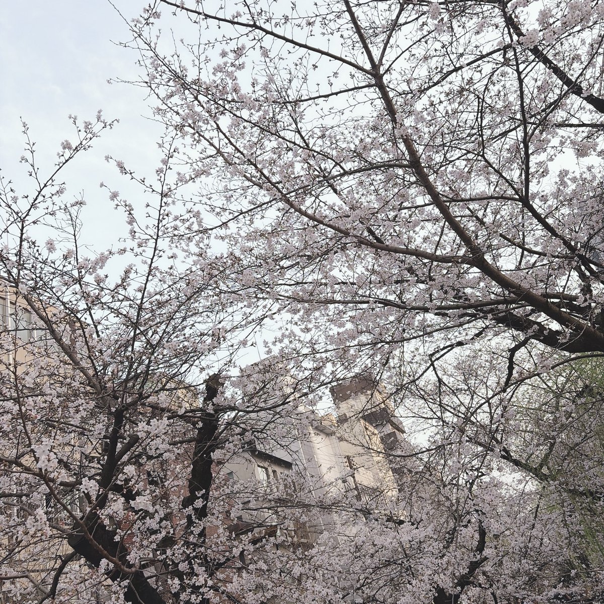 たぶんあの響子 tweet media