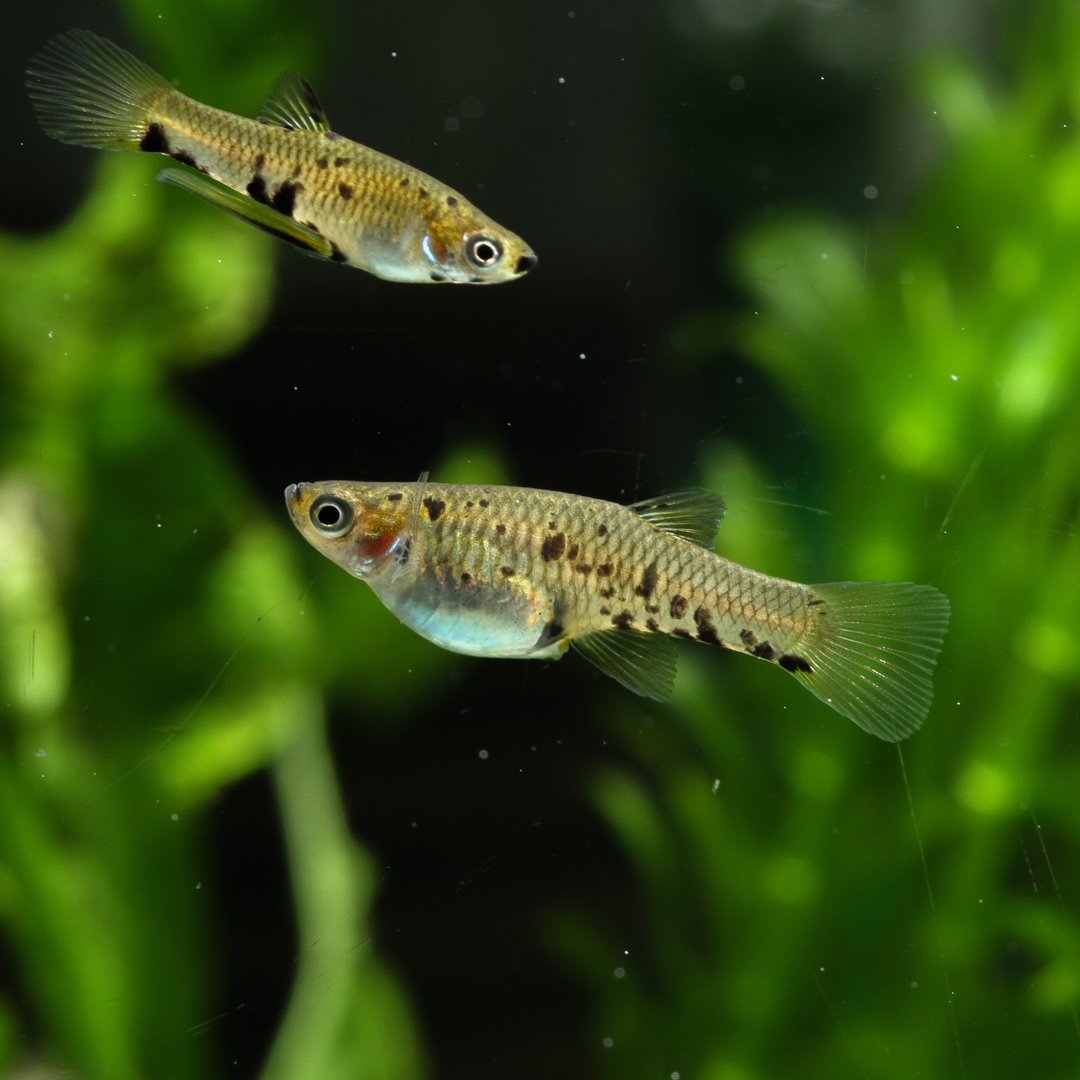 ウイステリア/水槽屋.com tweet media