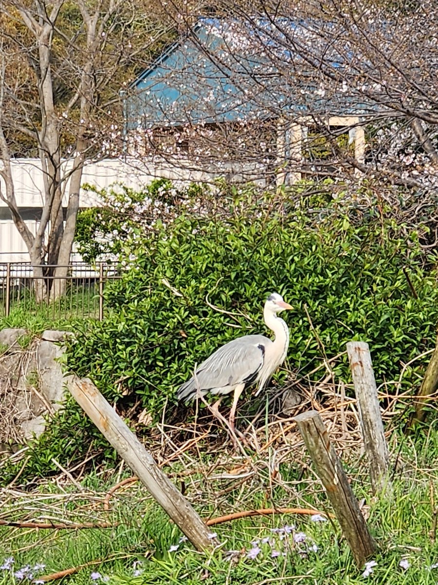 あこばぁ🌿 tweet media