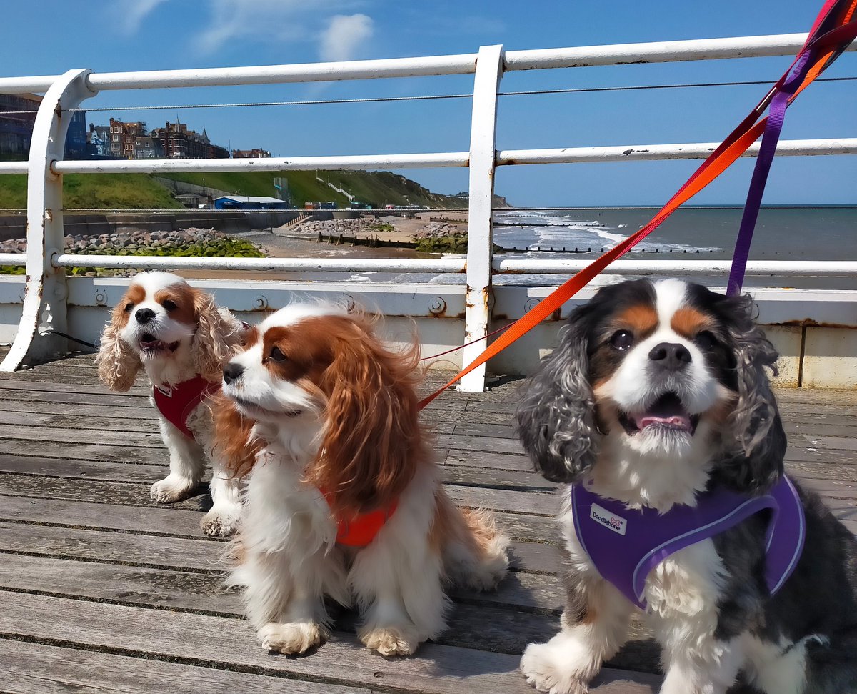 CavBooks's tweet photo. Enough of broken Britain. Let's Restore Britain with the help of Rupert Lowe. In the meantime, hug your dogs tight and give them the best life you can. https://t.co/iltNlHsSsJ