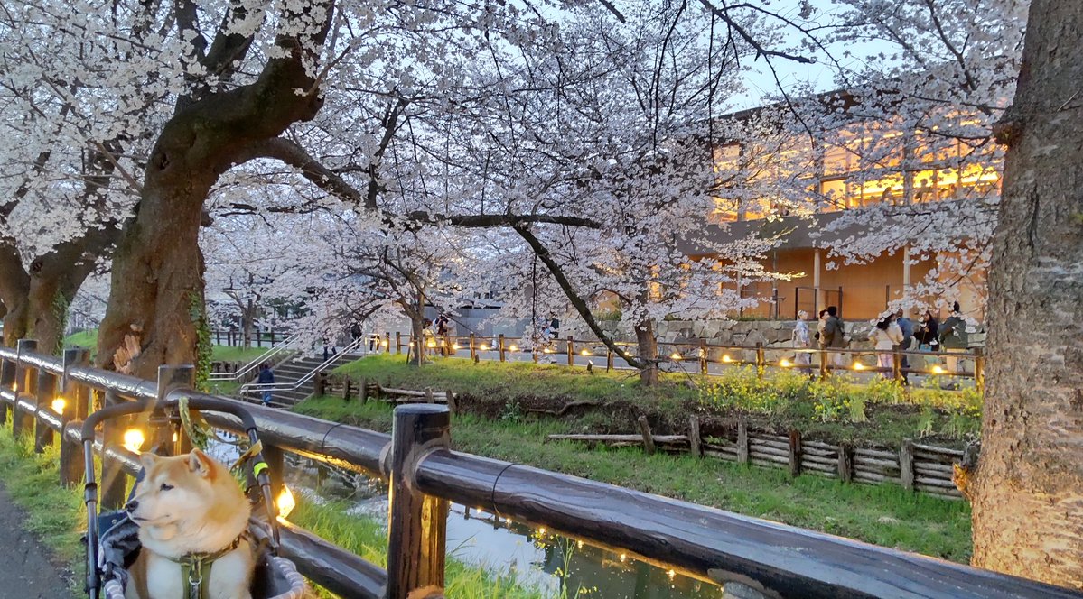 チョビ tweet media