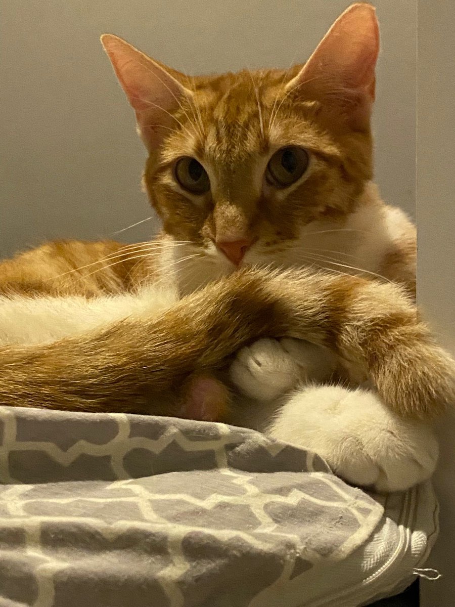 Beyaz Peynir(ama vegan) tweet media