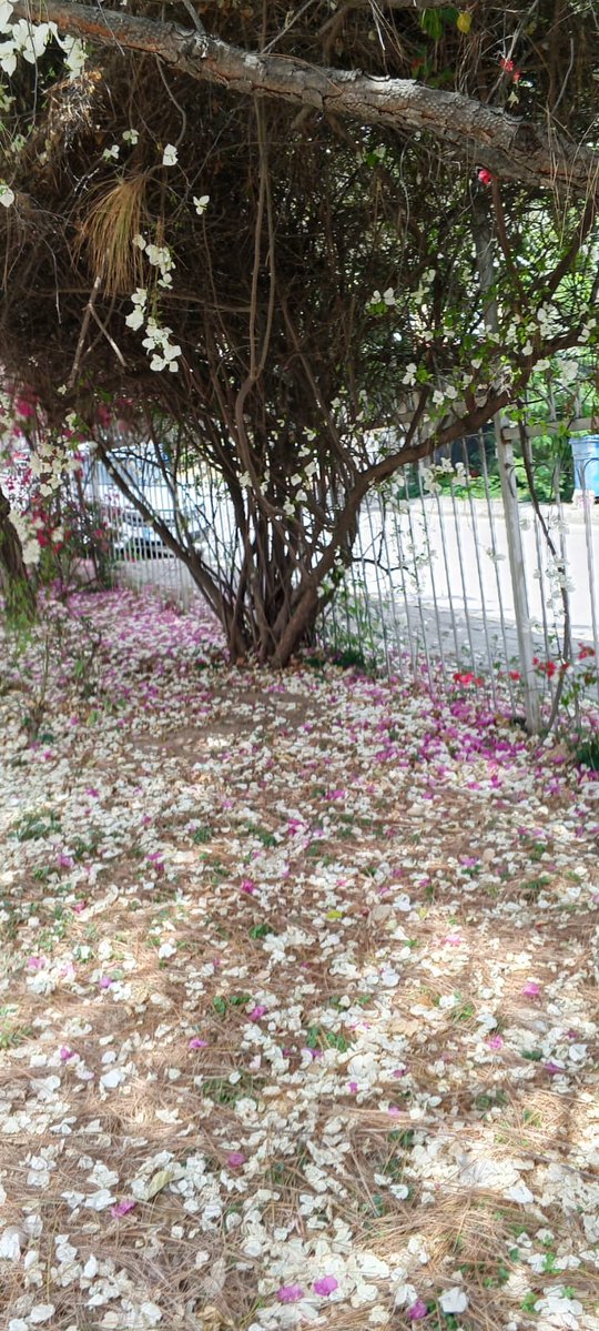 AussieSehar tweet media