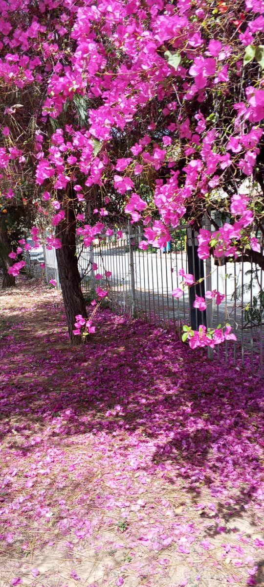 AussieSehar tweet media