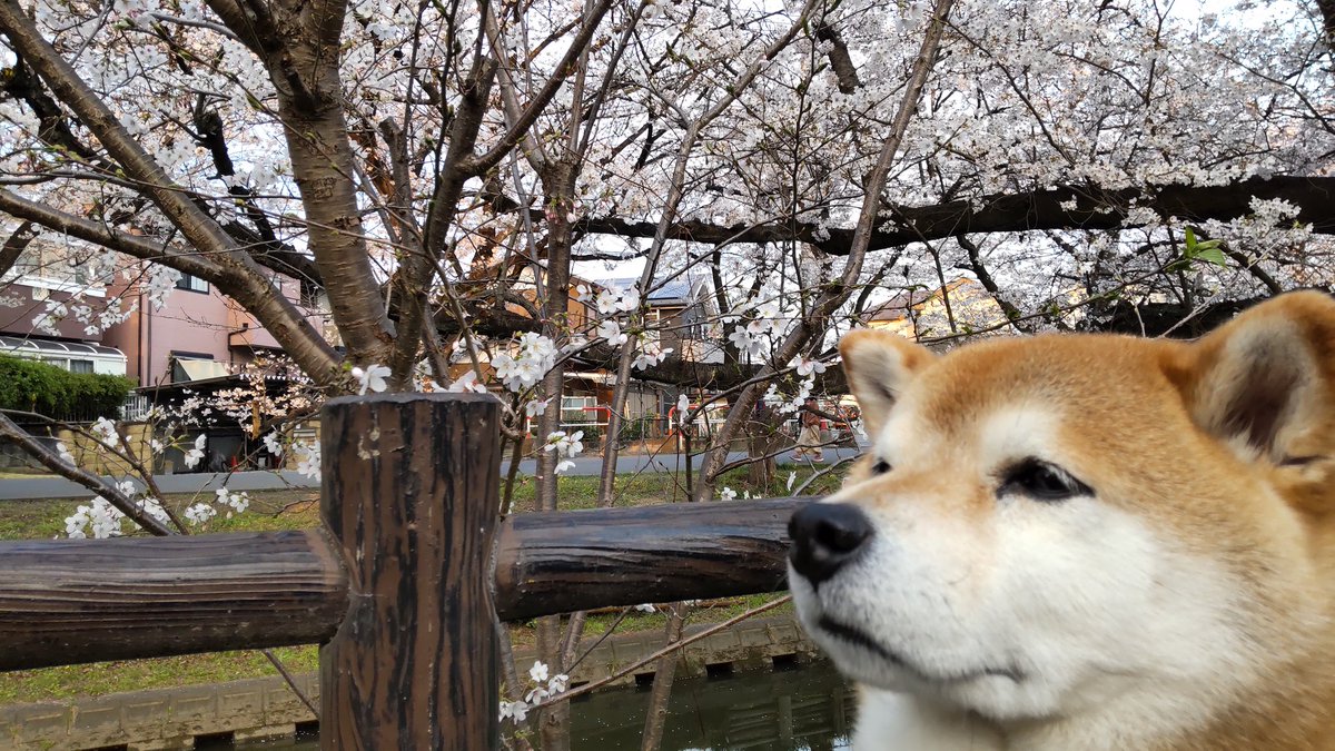 チョビ tweet media