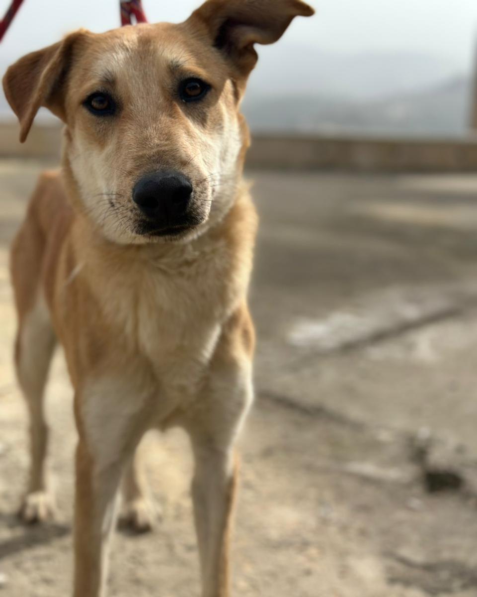 adoptdontshopl's tweet photo. 🐶 FOR ADOPTION 🐶
💖 Amber 💖11-month-old female dog 🐾
Fully vaccinated &amp; spayed. Sweet, loving, and ready to join her forever family 🏡
📲 Contact: 76 430 742
Can’t adopt? Please share!

#adoptdontshop #dogforadoption #foreverhome https://t.co/Qw6guStLSg