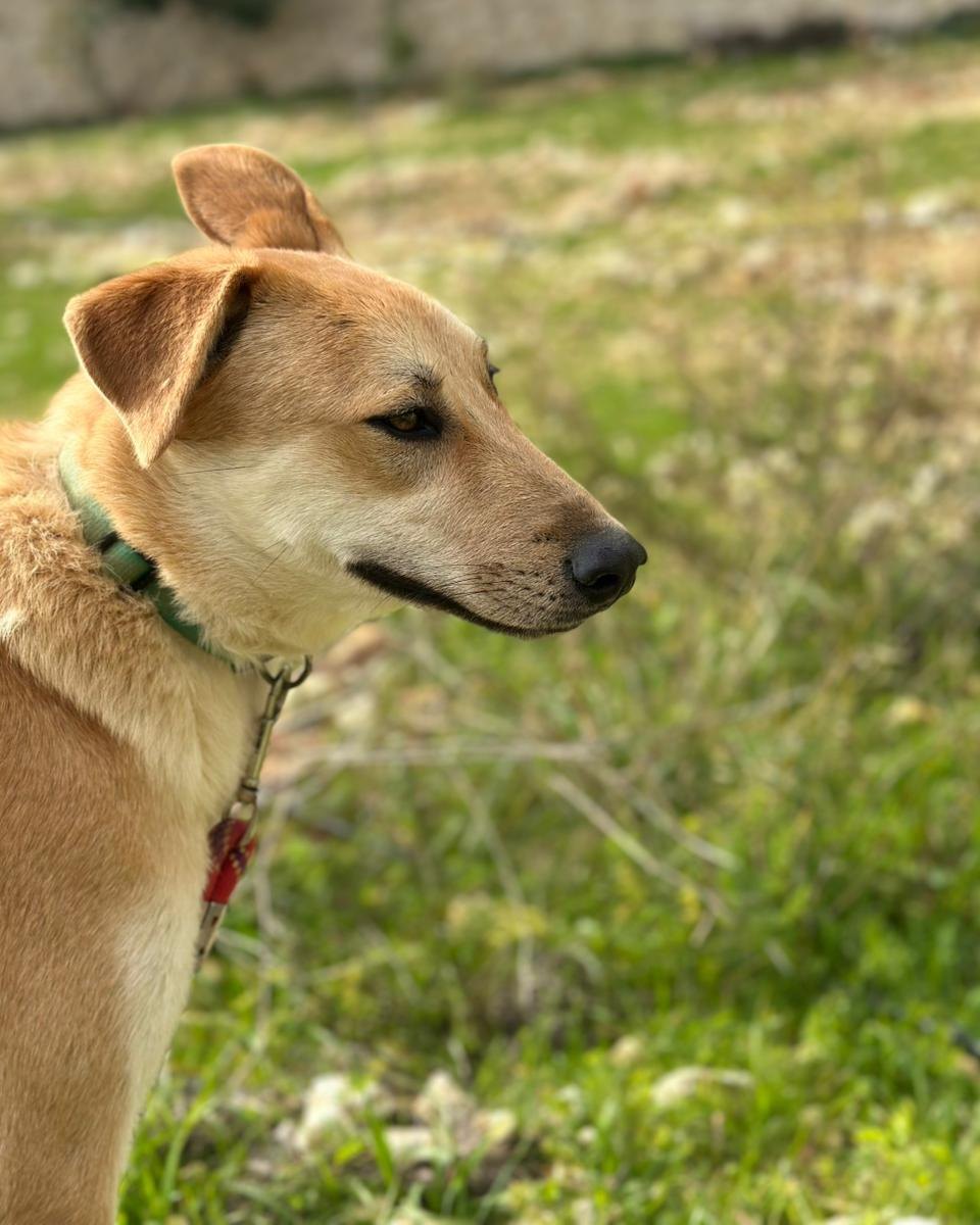 adoptdontshopl's tweet photo. 🐶 FOR ADOPTION 🐶
💖 Amber 💖11-month-old female dog 🐾
Fully vaccinated &amp; spayed. Sweet, loving, and ready to join her forever family 🏡
📲 Contact: 76 430 742
Can’t adopt? Please share!

#adoptdontshop #dogforadoption #foreverhome https://t.co/Qw6guStLSg
