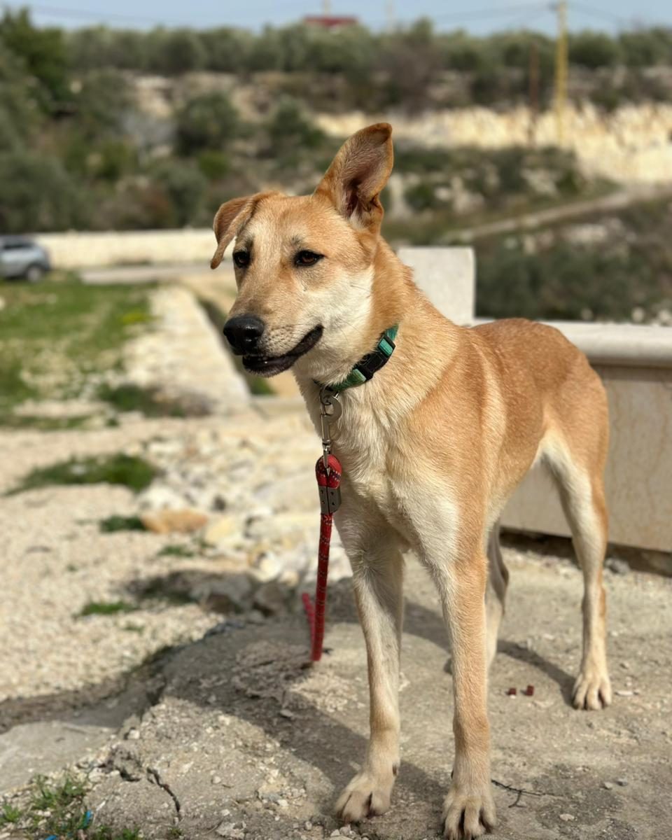 adoptdontshopl's tweet photo. 🐶 FOR ADOPTION 🐶
💖 Amber 💖11-month-old female dog 🐾
Fully vaccinated &amp; spayed. Sweet, loving, and ready to join her forever family 🏡
📲 Contact: 76 430 742
Can’t adopt? Please share!

#adoptdontshop #dogforadoption #foreverhome https://t.co/Qw6guStLSg