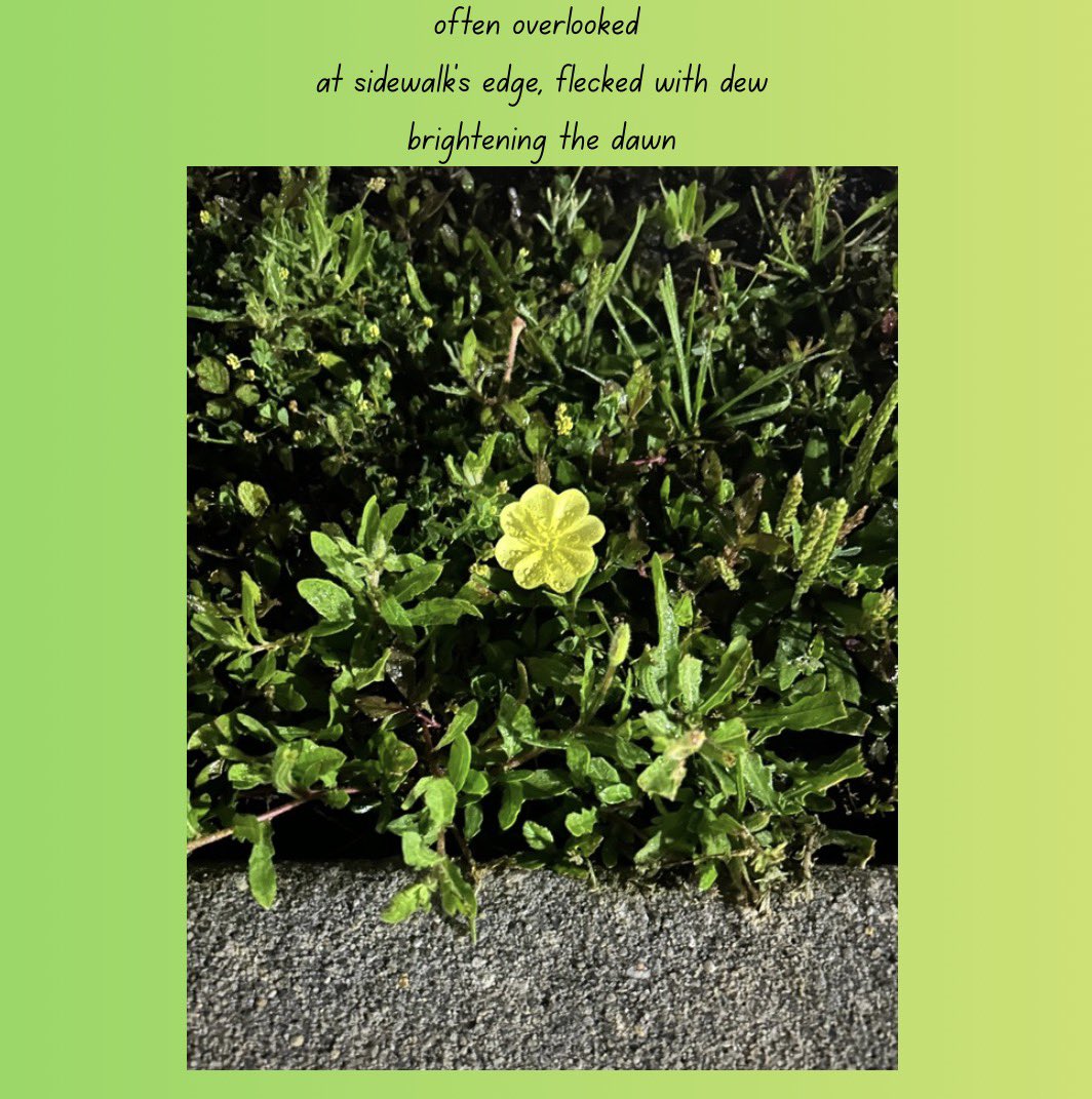 Christopher Knox tweet media