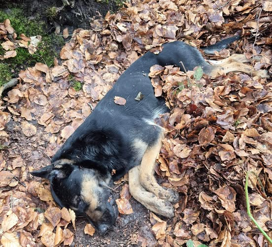 yolanda schultes tweet media