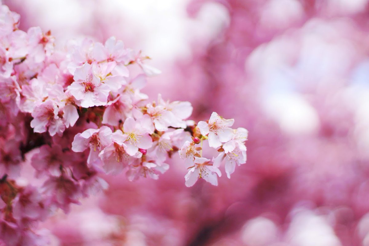 猫又縁 tweet media