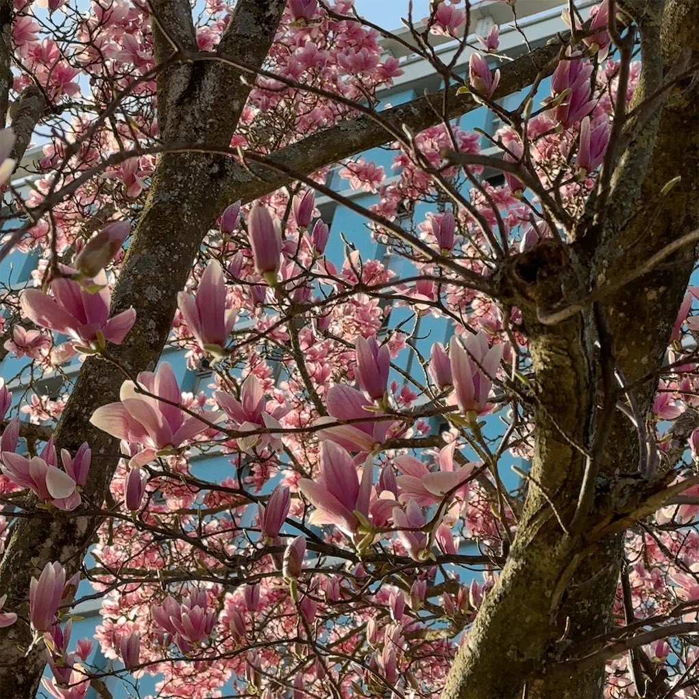 🏔️☃️ tweet media