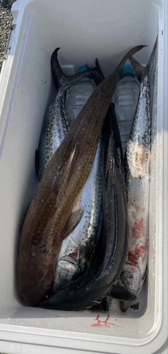 オレノ tweet media