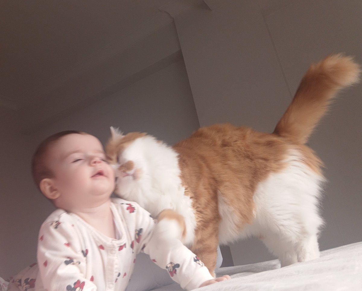 sarmanoğullarıı ve tekiroğullarıı tweet media