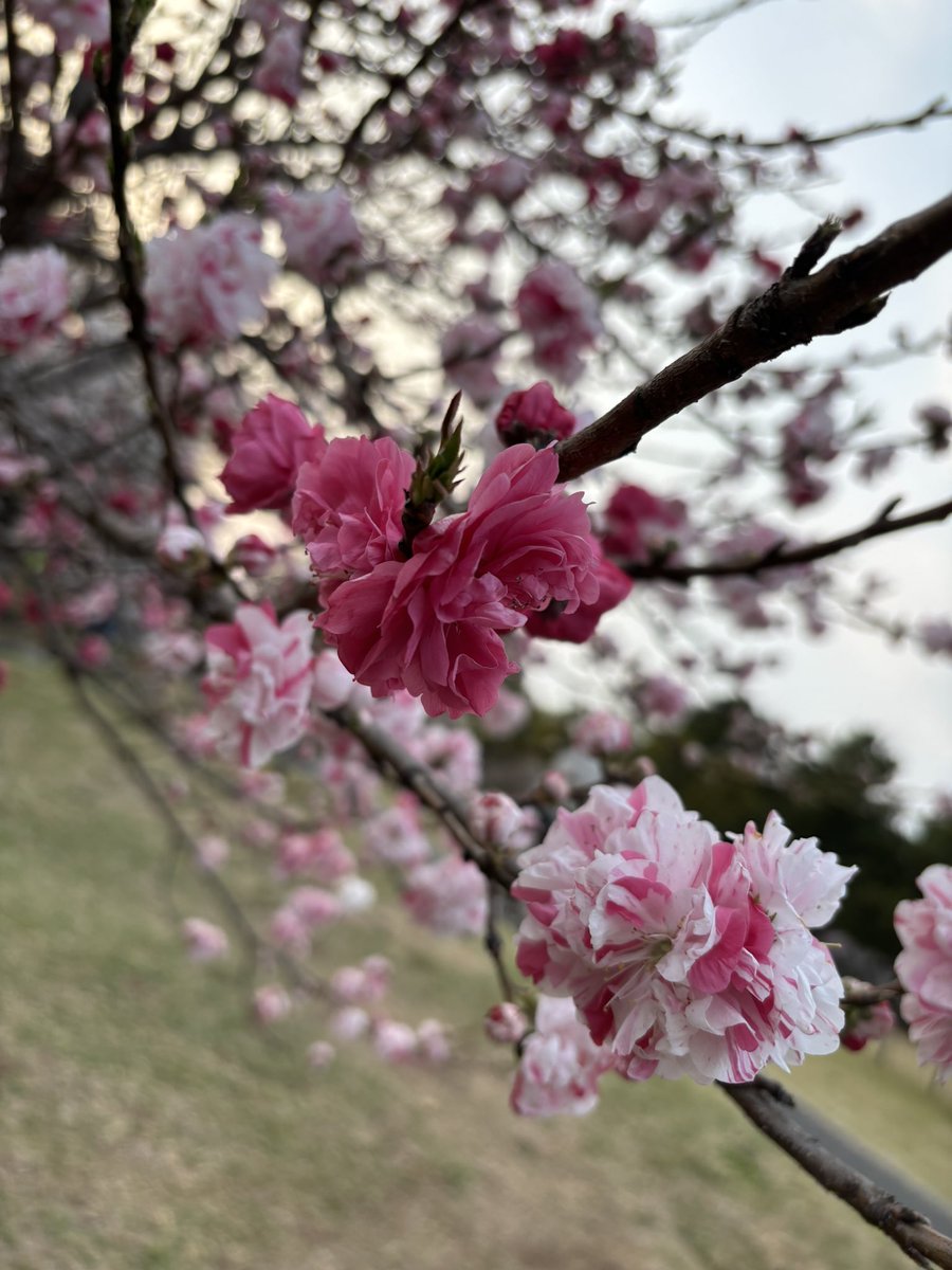 ミアトリクス☪️💧 tweet media