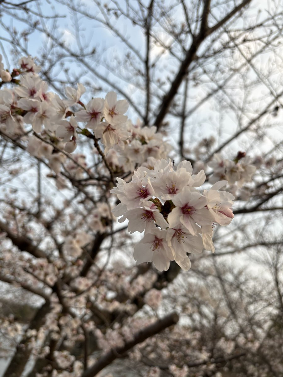 ミアトリクス☪️💧 tweet media