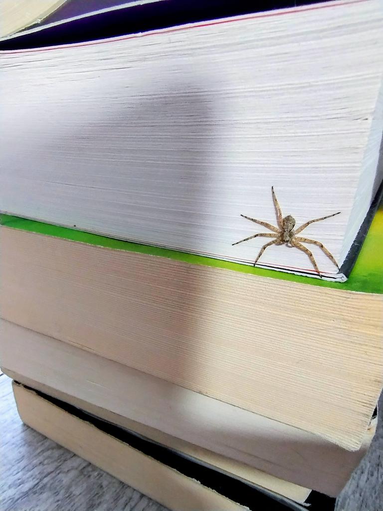 Mechtylda tweet media