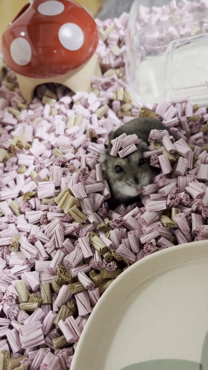 【すもあに】 ひこ tweet media