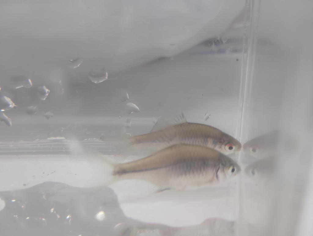 いちにー tweet media