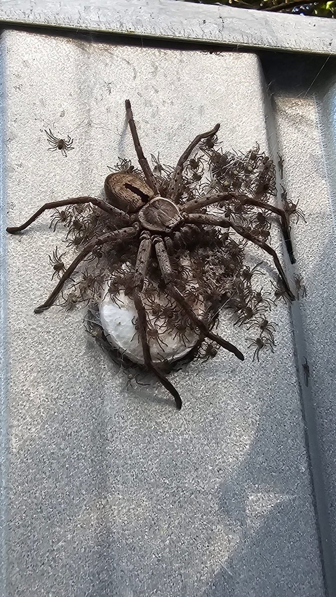 𝒜𝓁𝒷𝒾 🪽 tweet media