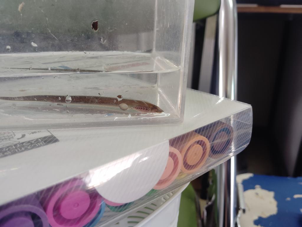 いちにー tweet media