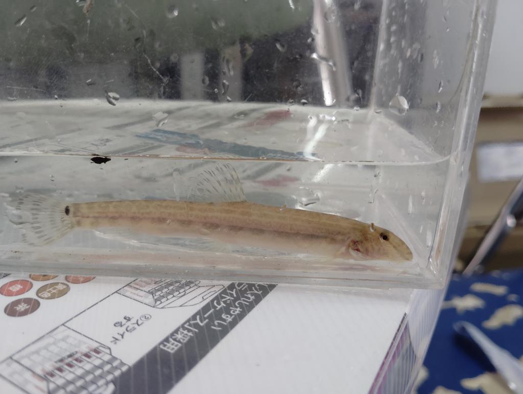 いちにー tweet media