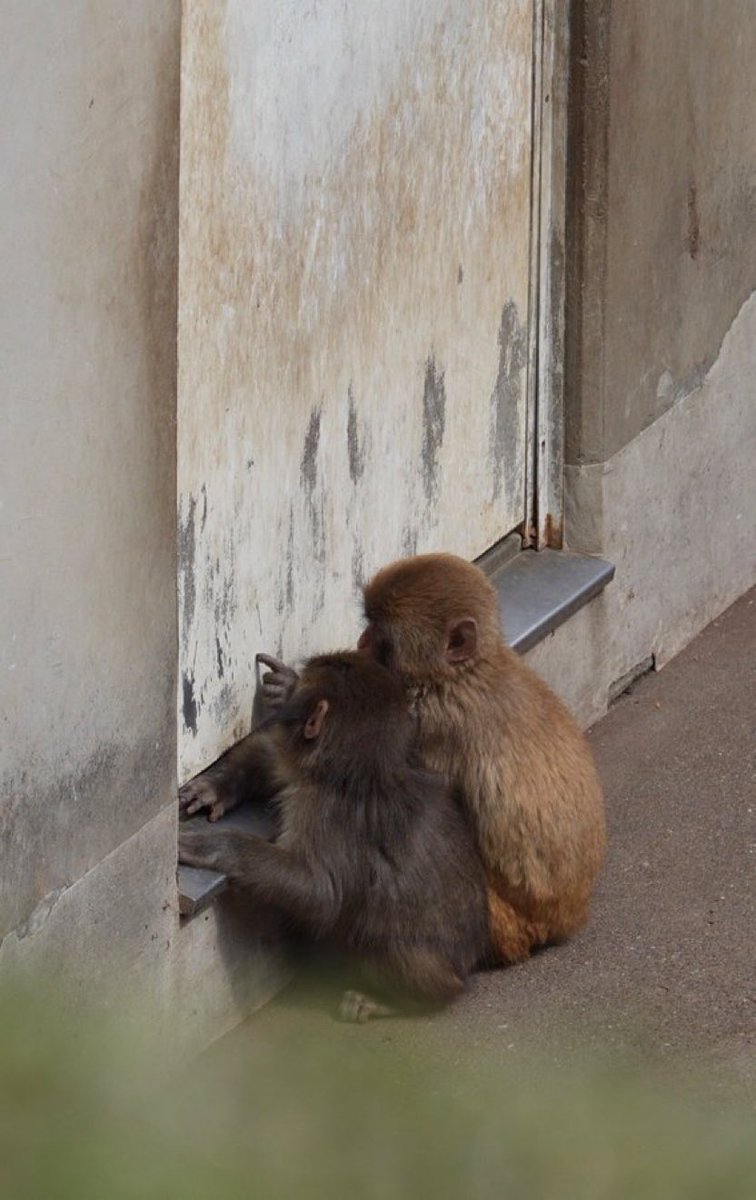 LuxEtVeritus tweet media