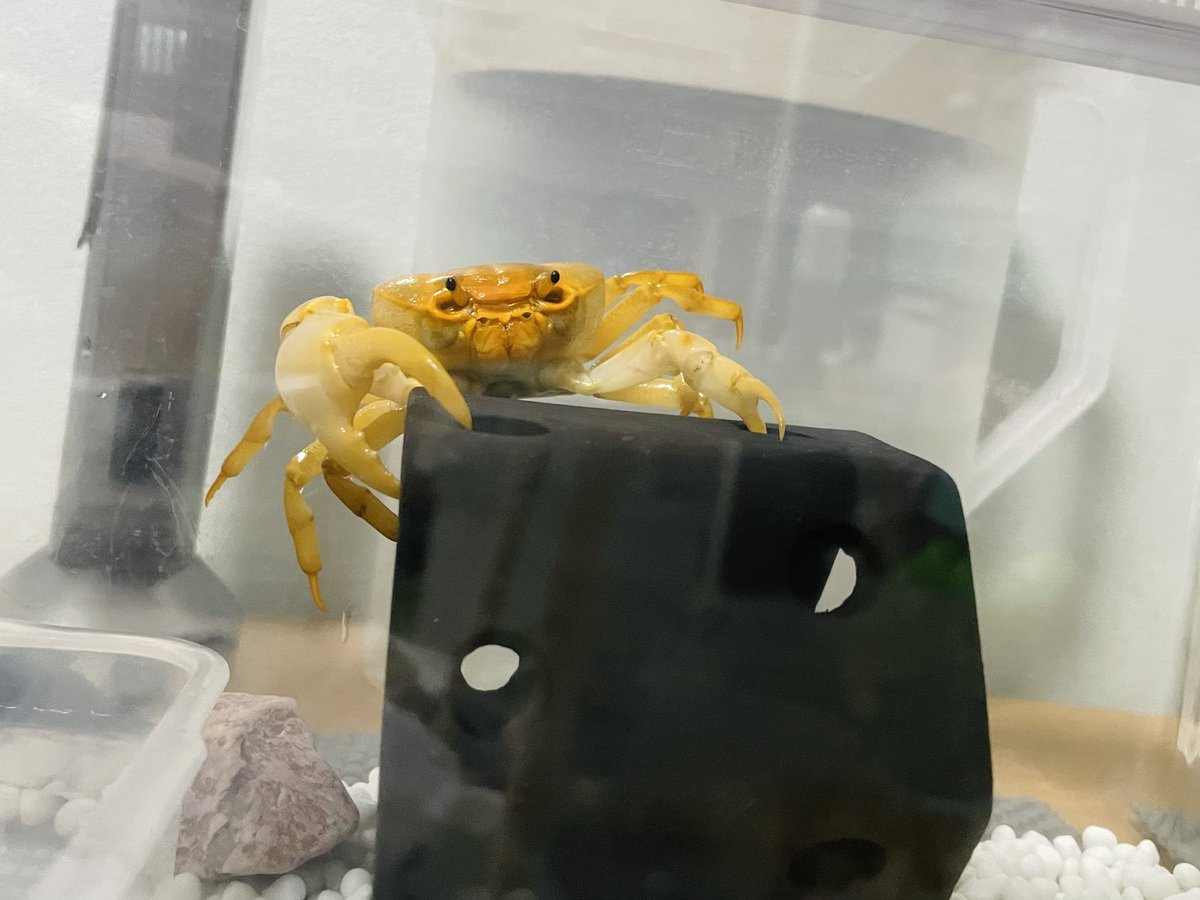 挽肉の世 tweet media