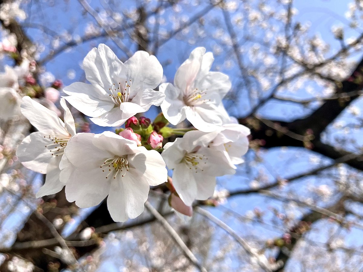 杏￤2nd tweet media