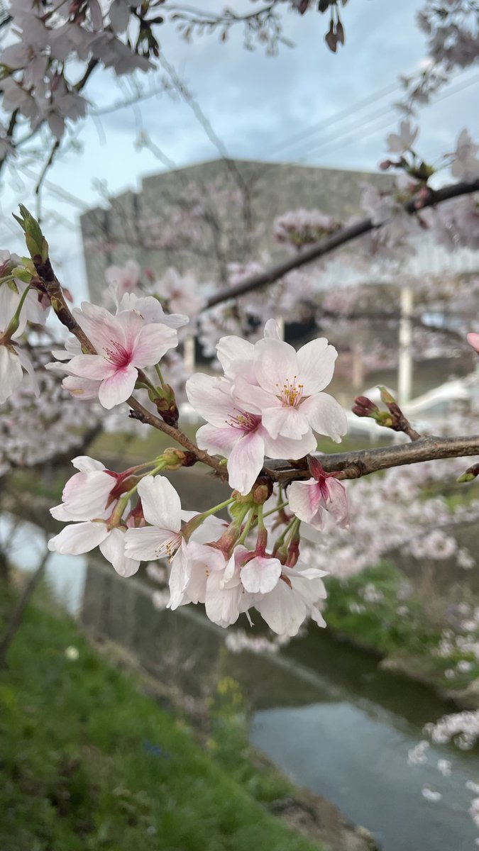 𝕏 ぽんすけ🐼🐻‍❄️ 𝕏 tweet media