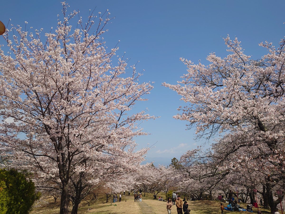 fujikawa_dmo's tweet photo. 🌸大法師さくら祭り🌸
本日２８日から４月５日開催です
初日天気も良くたくさんの方が桜を楽しんでいました✨#ゆずにゃん　のじゃんけん大会も行われました☺️

＃富士川町観光
#桜祭り
＃大法師公園
#ゆずにゃん https://t.co/7wuGmdzj6T