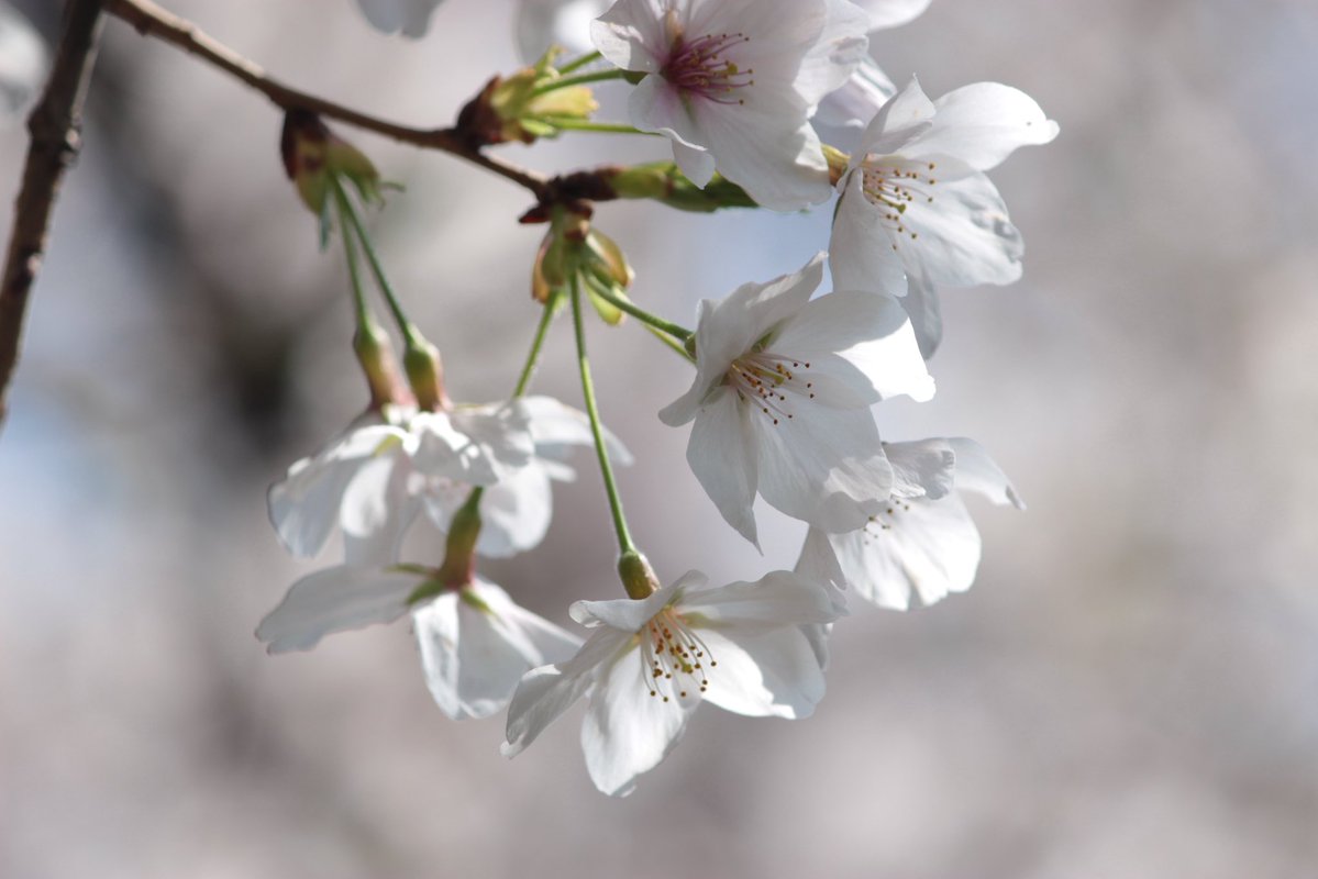 高桑伶 tweet media