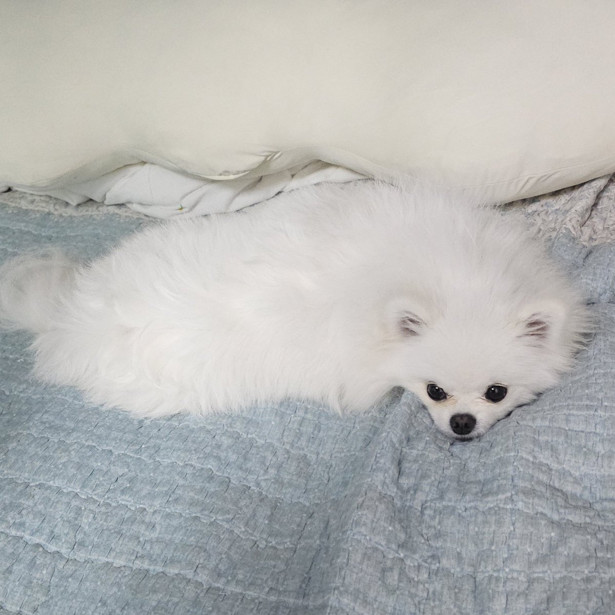 두르강튀아 tweet media