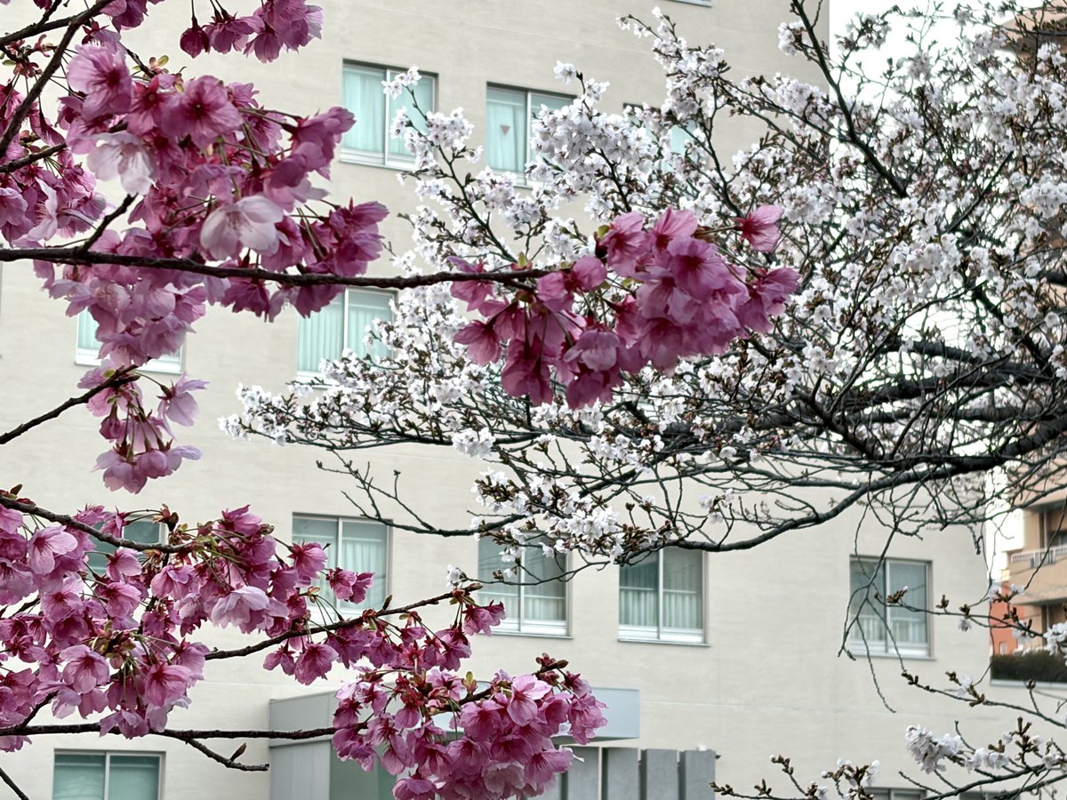 明石みほ|山口県在住 ライター・インタビュアー・広報PR tweet media