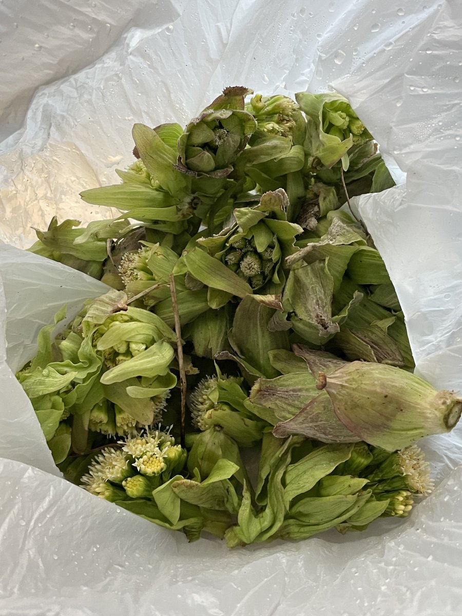 せばすちゃん tweet media