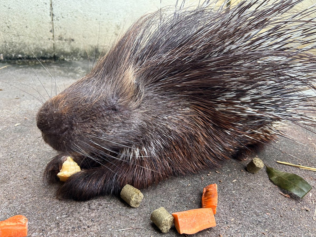東武動物公園【公式】リュウくん tweet media