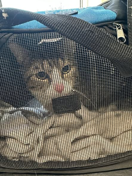 06712 Zeitz
Katze ausgesetzt
Tierheim Zeitz sucht Zeugen
Kopie
Kater bei Minusgraden ausgesetzt
​Heute Morgen um 7:00 Uhr, als unsere ersten
Mitarbeiter im Tierheim eintrafen, bot sich ihnen ein erschreckender Anblick: Direkt an der Eingangstür stand eine Tasche (siehe Bild), in