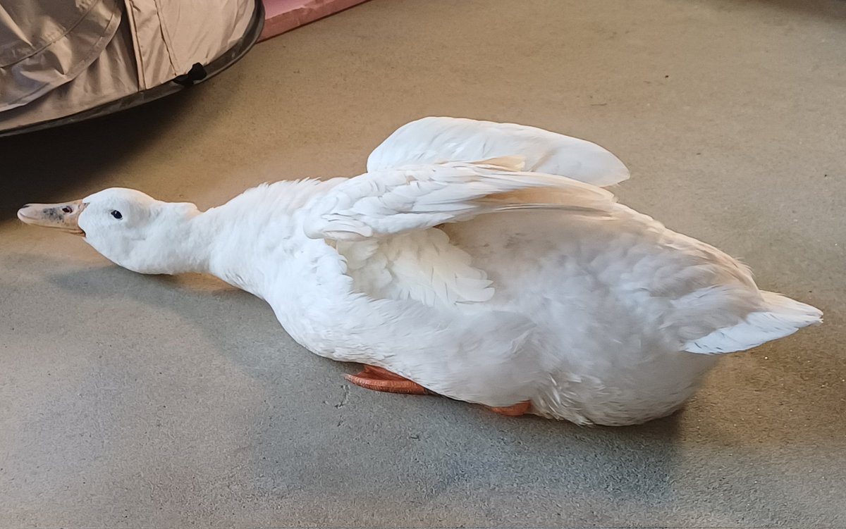 🦆삑삑이와 룸메이트🪿 tweet media