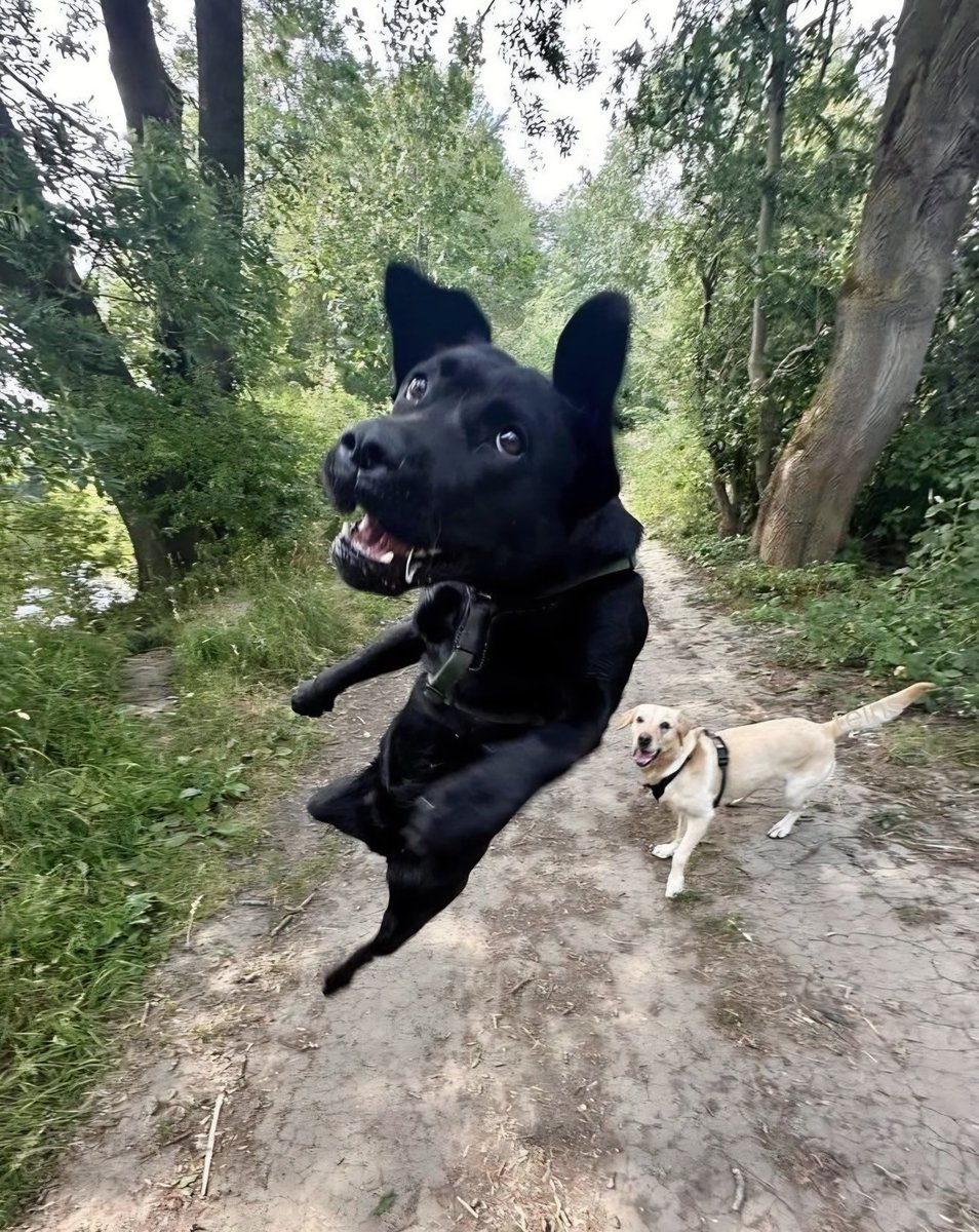 LeFatPug tweet media