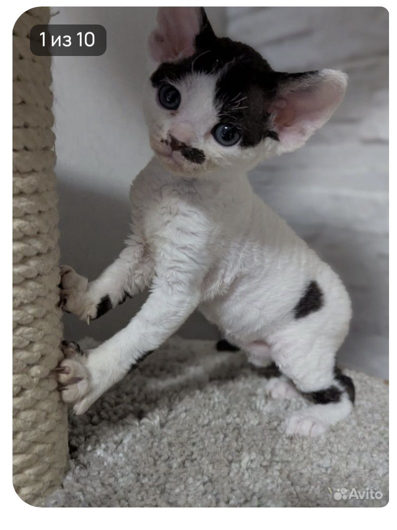 Всевидящее Мокко tweet media