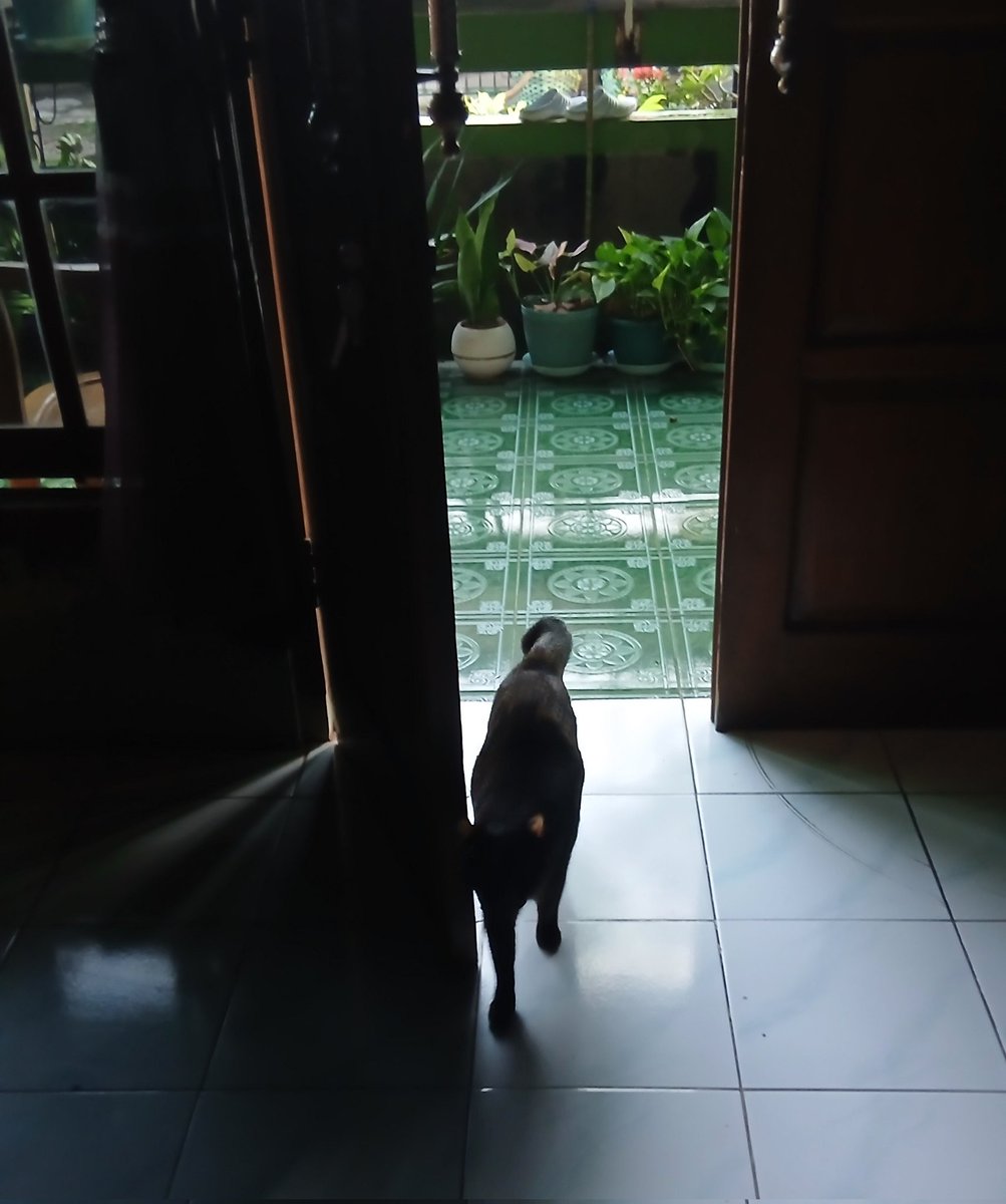 bude nanas tweet media