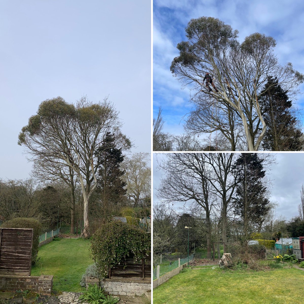 Masons Tree Surgery tweet media