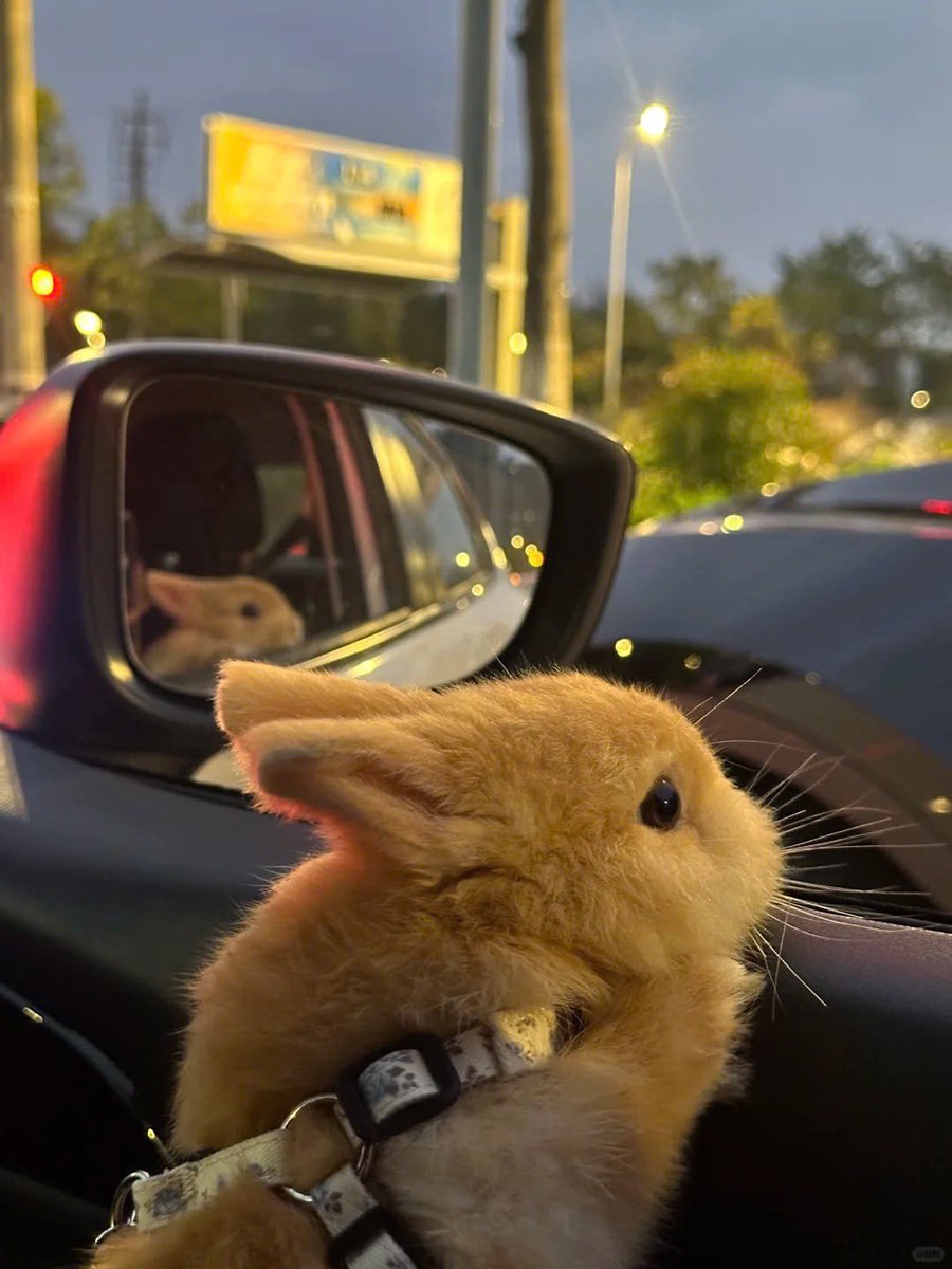 Why you should have a rabbit tweet media