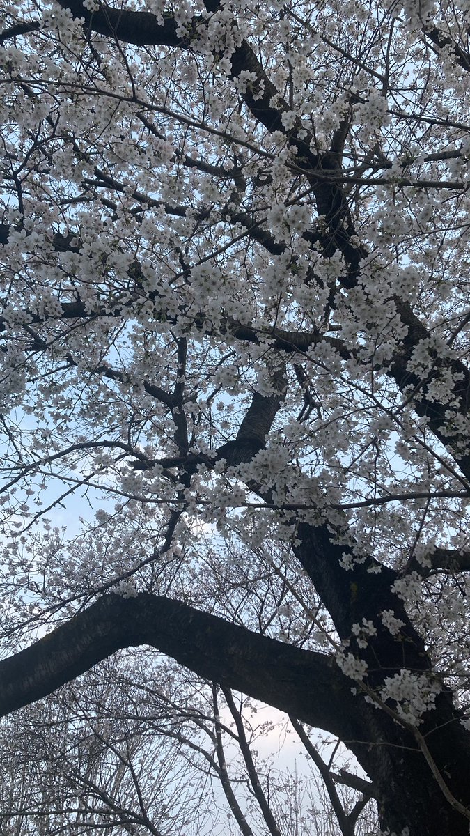 そーや（がんサバイバー） tweet media