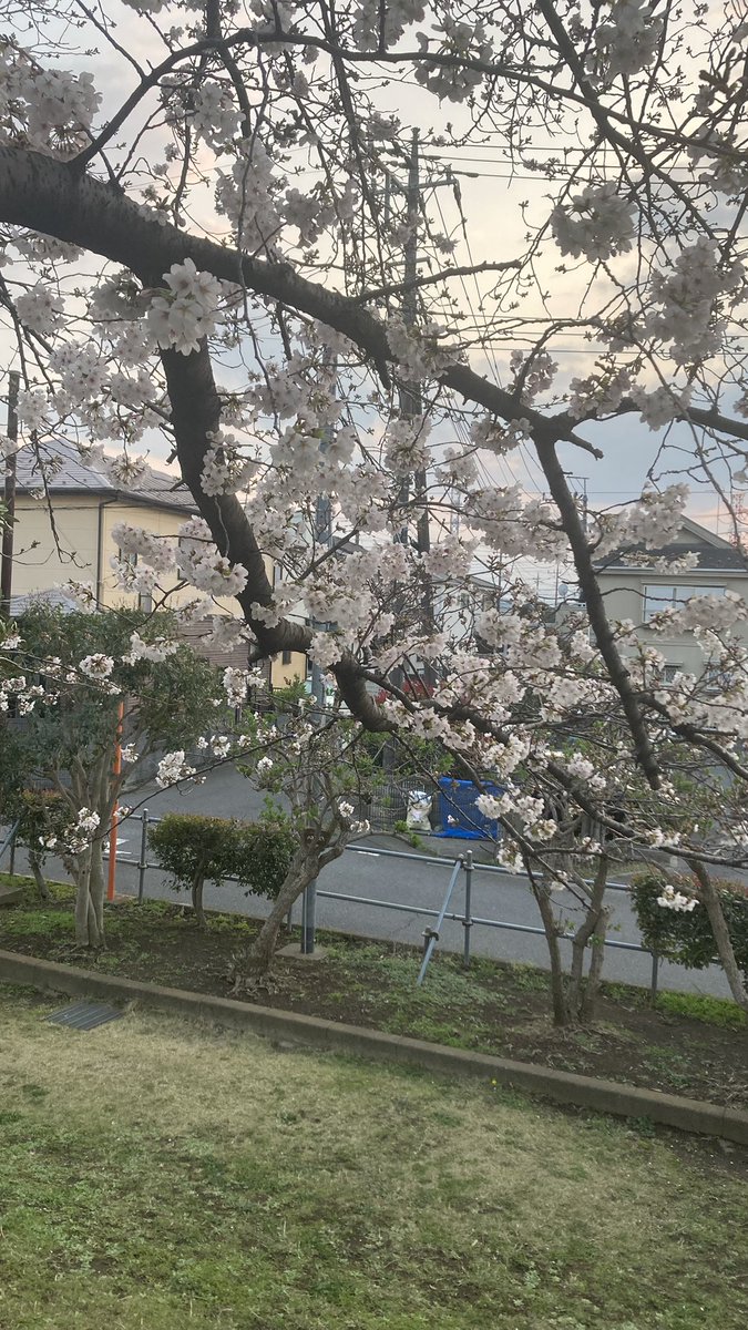 そーや（がんサバイバー） tweet media