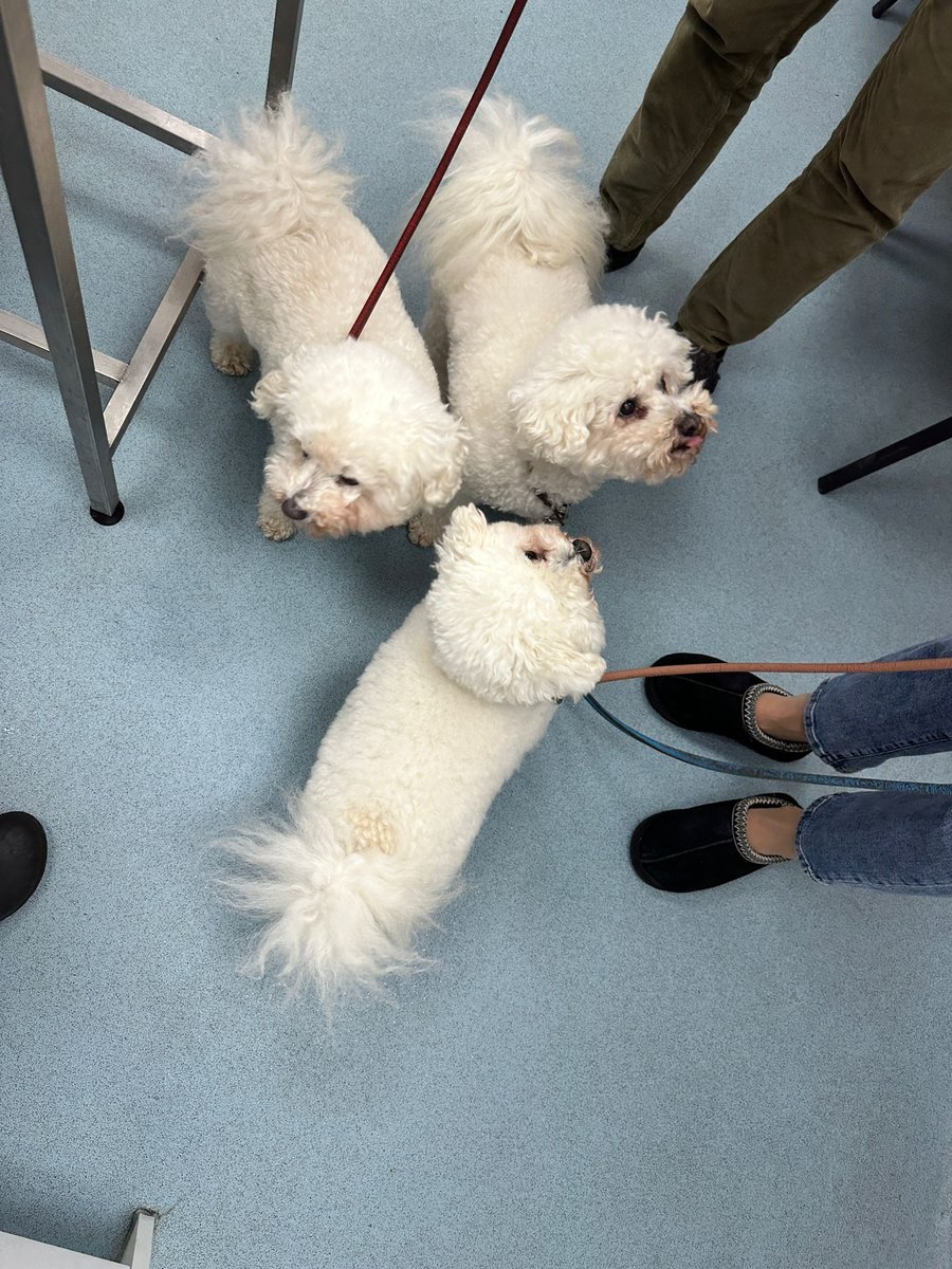 St Kitts Veterinary Group tweet media