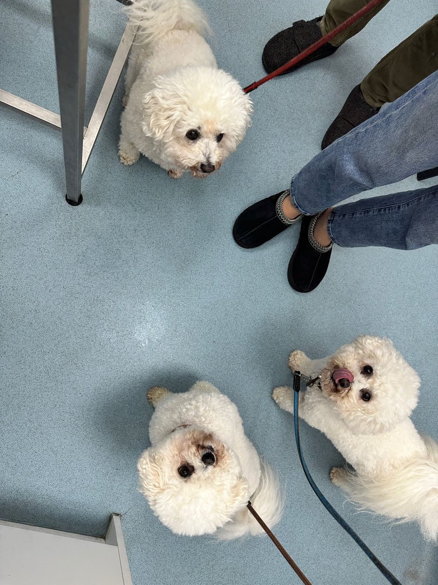 St Kitts Veterinary Group tweet media