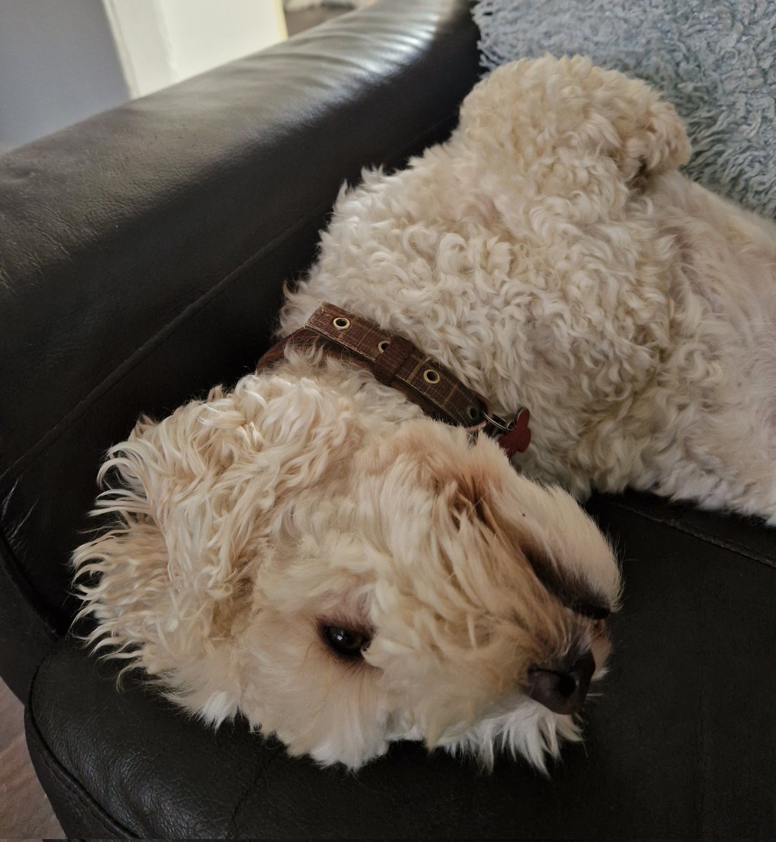 JACK BovverBoy 🐕 tweet media