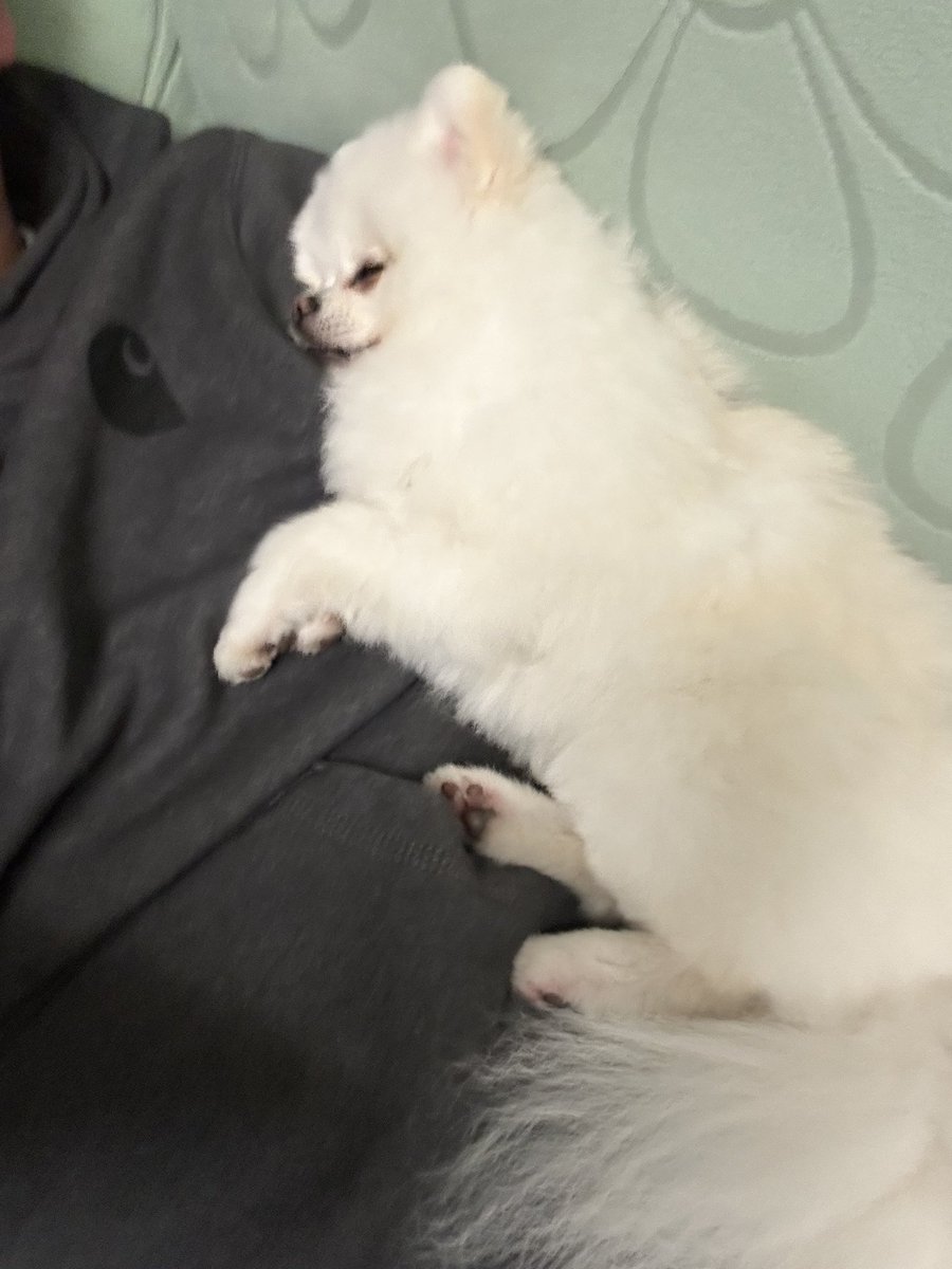 YMDCt's tweet photo. 人間 is お布団 https://t.co/ClFpKhwamx