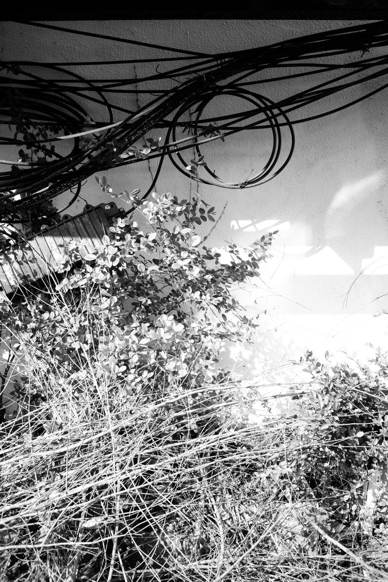 Creebit「苦力兔」🏳️‍⚧️ tweet media